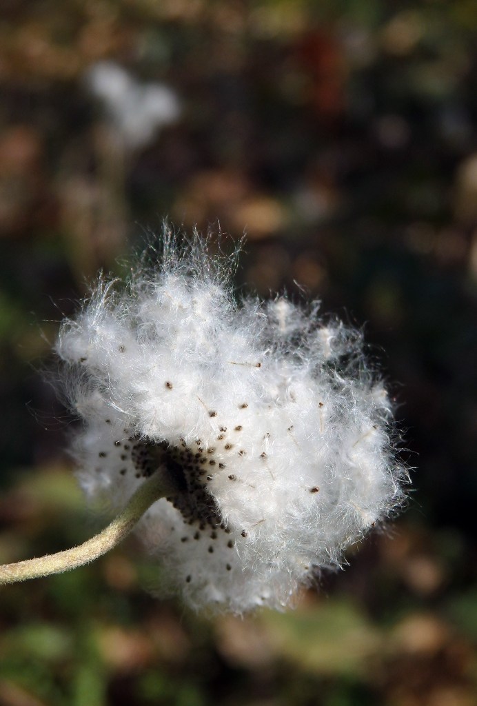 秋明菊の綿毛