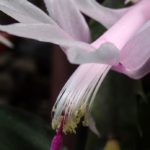 シャコバ・シャボテン