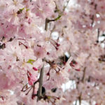 枝垂桜