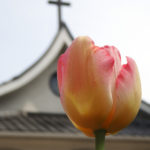 チューリップ