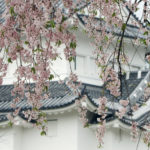 枝垂桜