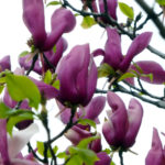 紫木蓮