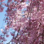 枝垂桜