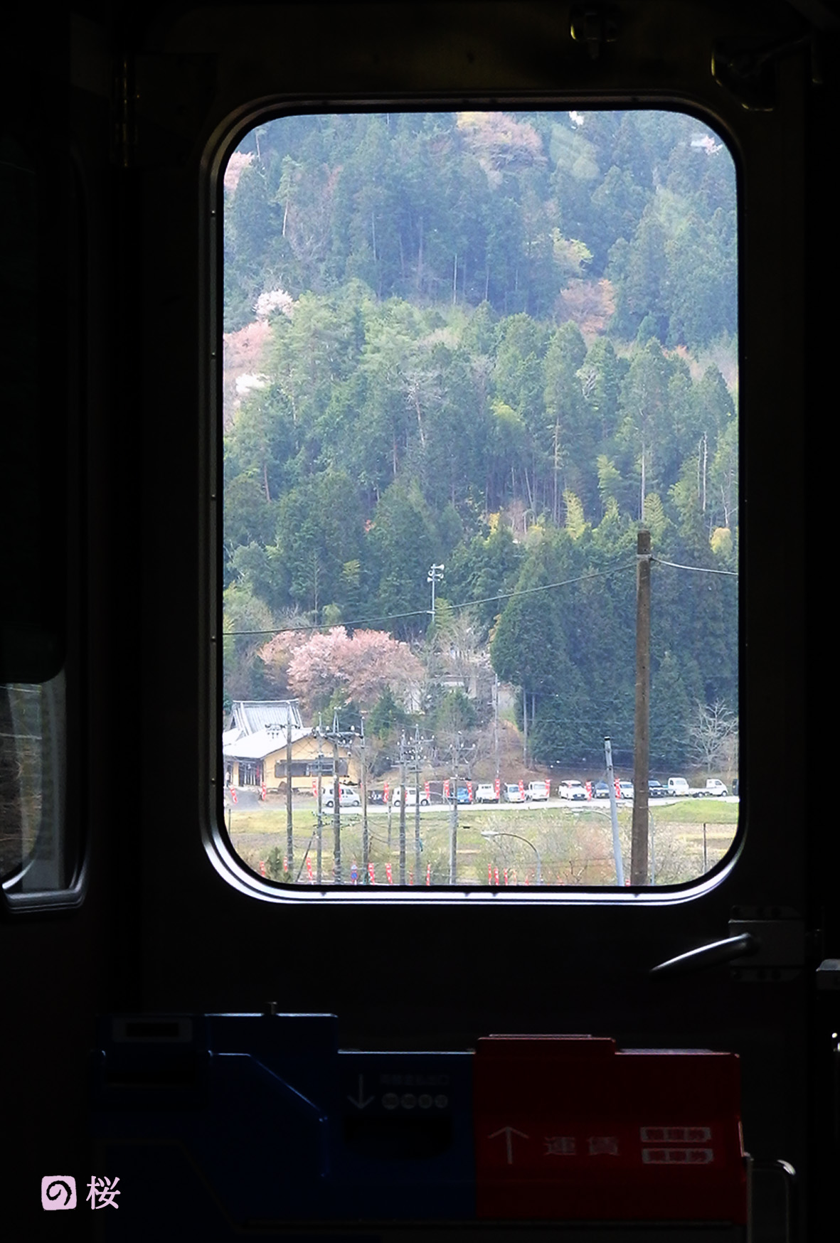 明智鉄道の桜