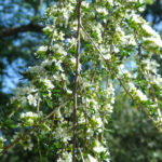 クンツァ・エリコディス