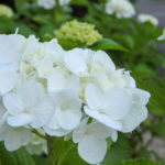 紫陽花