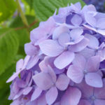 紫陽花