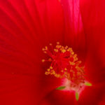 タイタンビカス