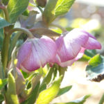 クリスマスローズ