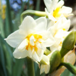 水仙
