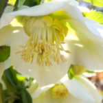 クリスマスローズ