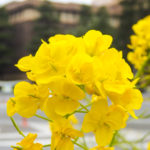 菜の花