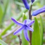ヒヤシンス