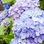 紫陽花