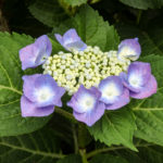 紫陽花