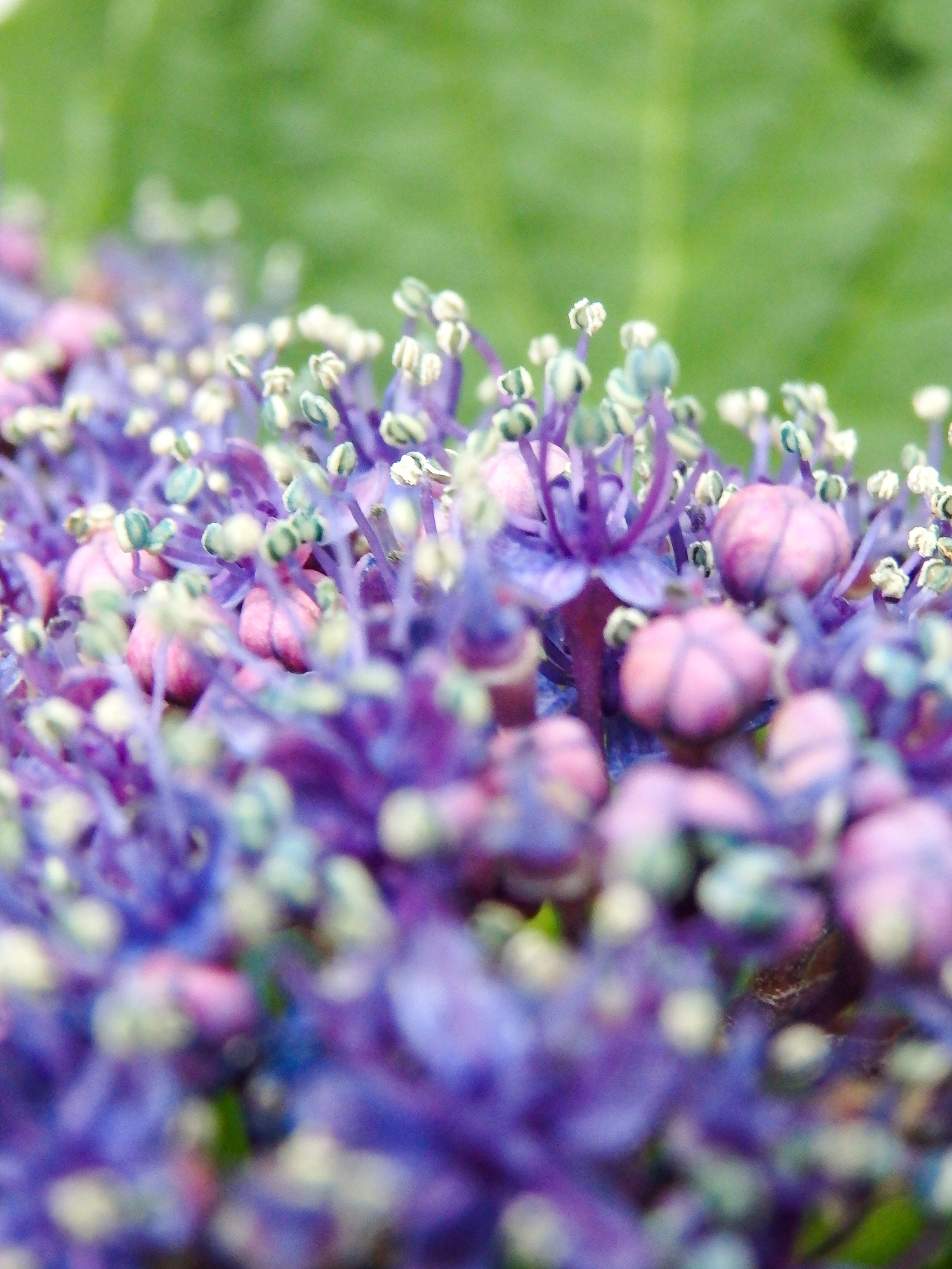 紫陽花