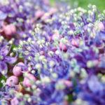紫陽花