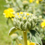 エルサレム・セージ