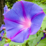 朝顔