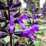 サルビア・グァラニティカ