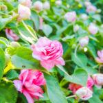 カルフォルニアローズ