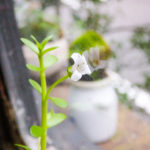 ウォーターバコパ