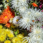 名古屋城菊花大会