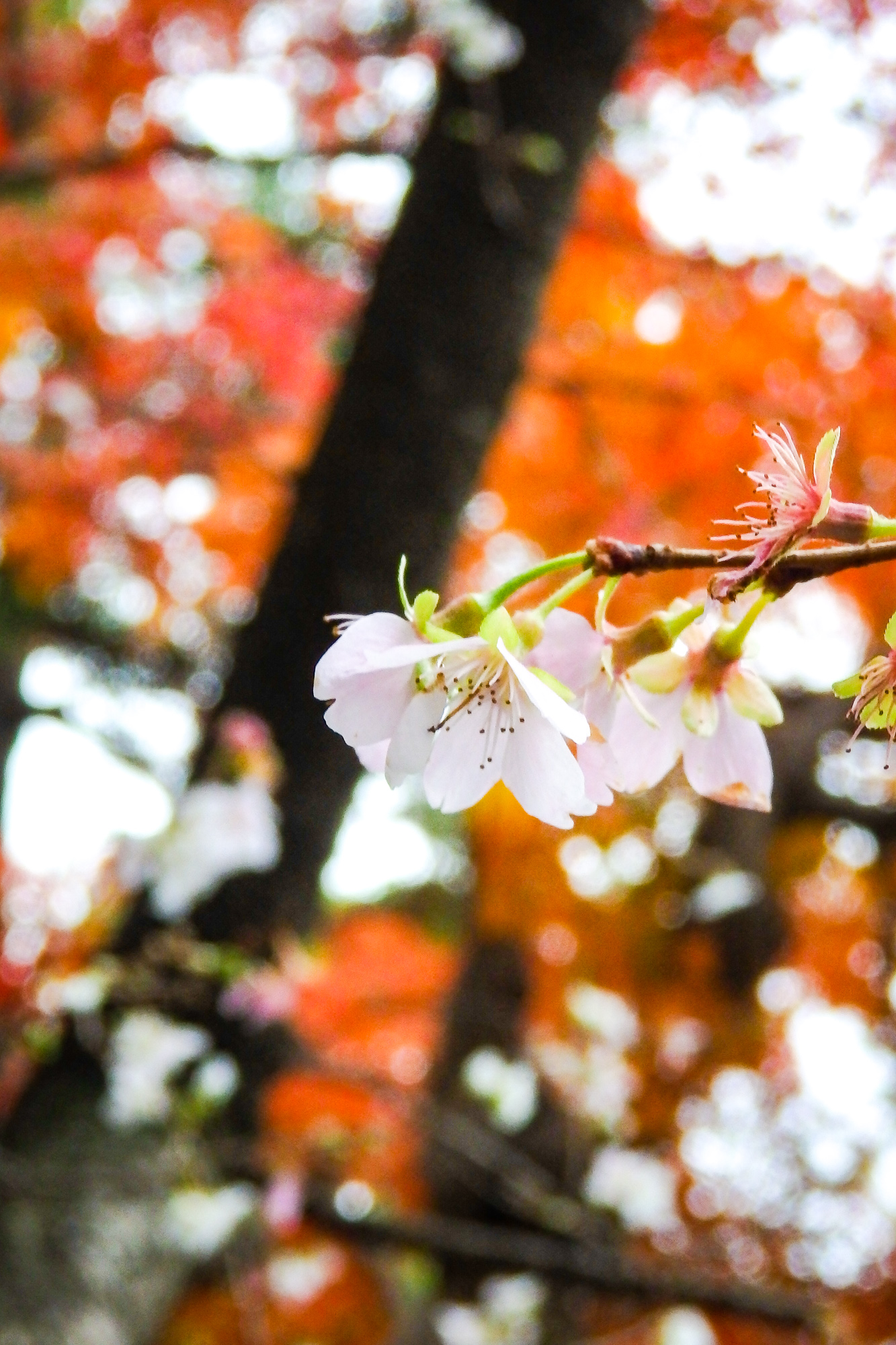 四季桜