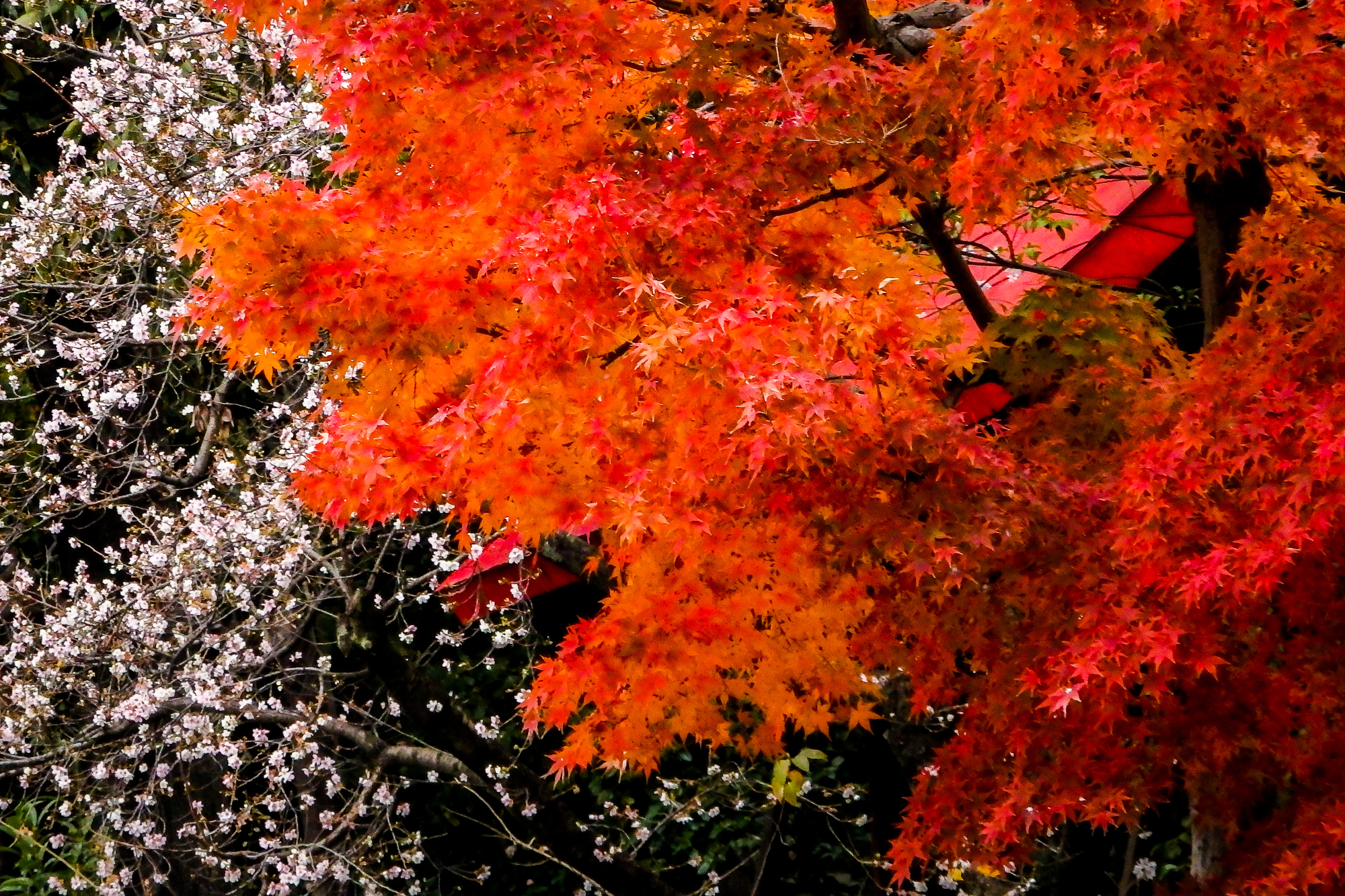 紅葉、四季桜
