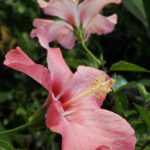 ハイビスカス