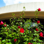 タイタンビカス