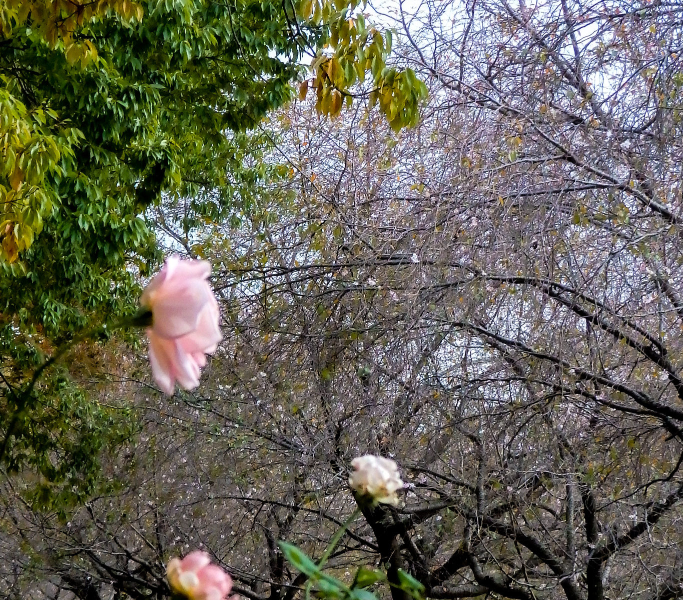 寒咲桜、薔薇
