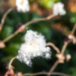秋明菊の綿